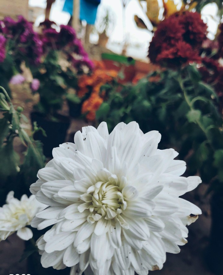 flower