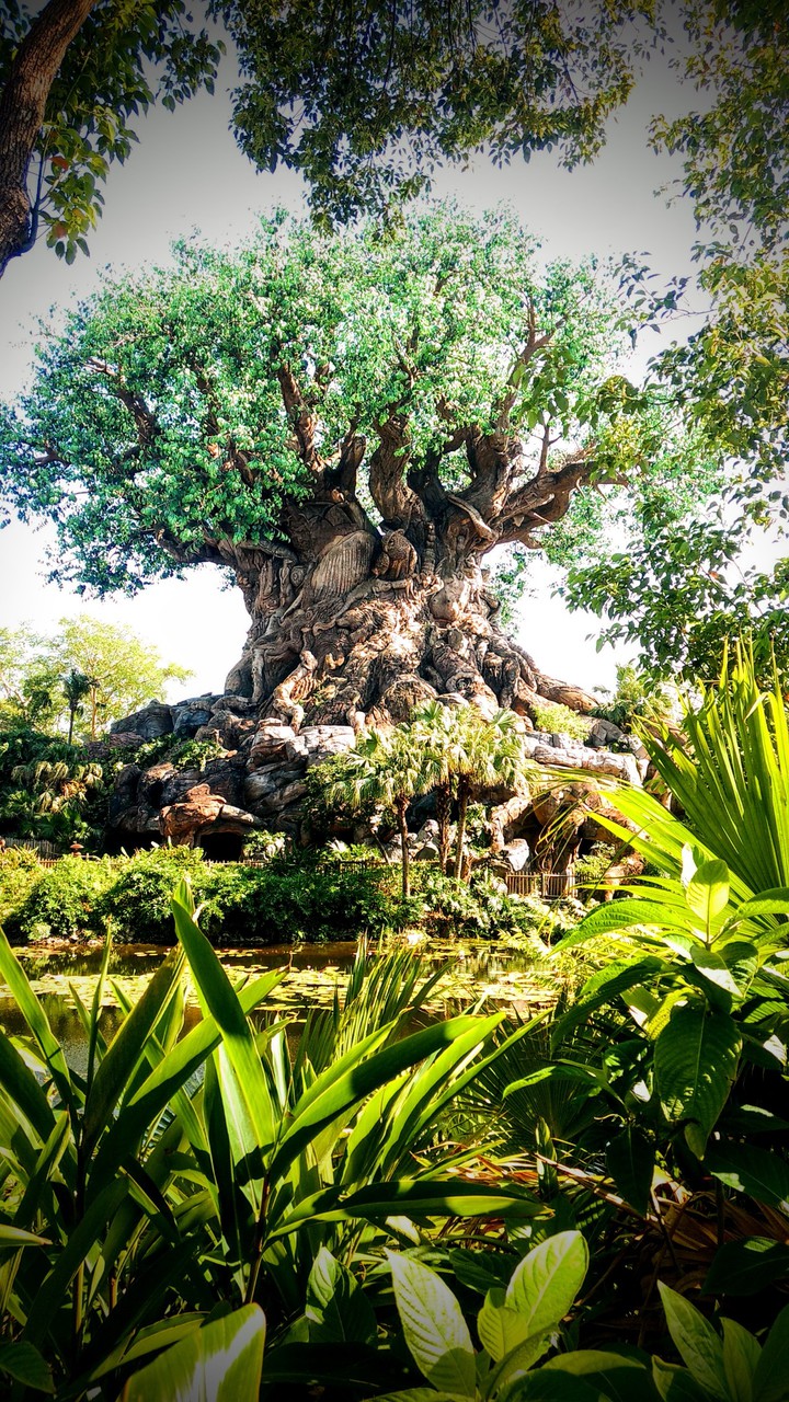 tree life