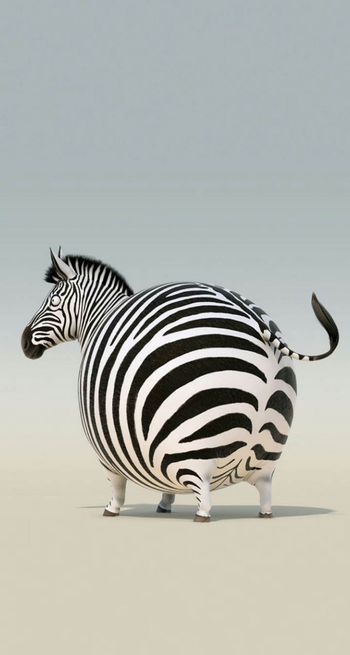 Zebra