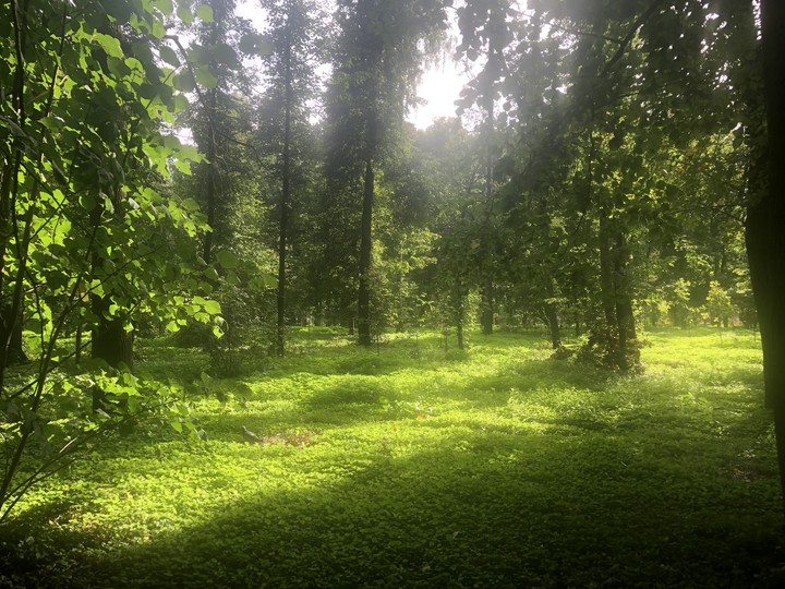 Все оттенки зеленого