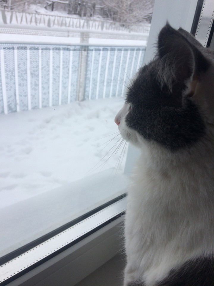Зима, кошка