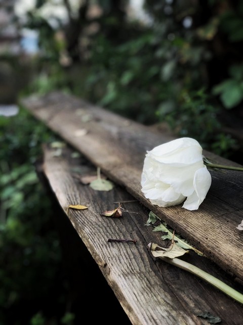 rose