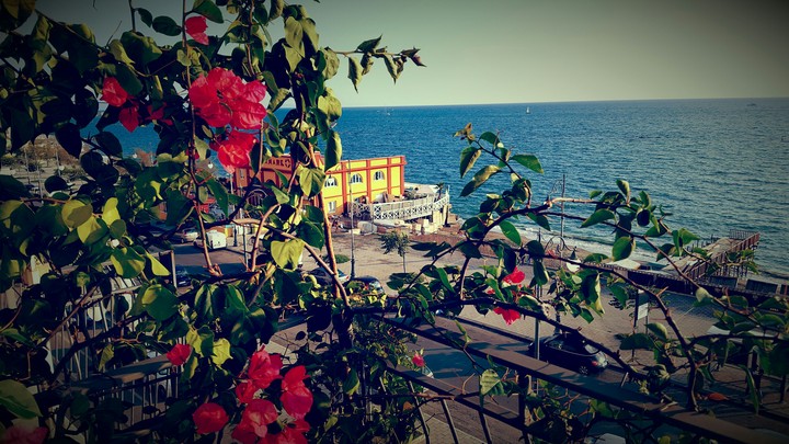 bouganville