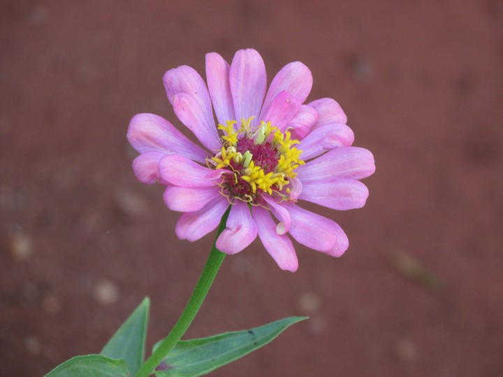 the violet daisy