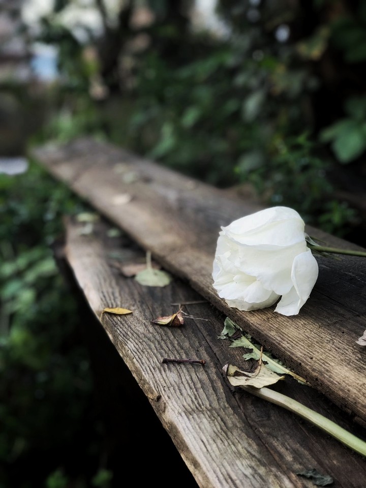 rose