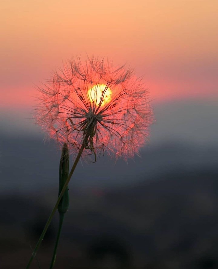 #dandelion