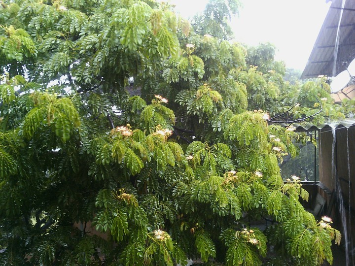 tree