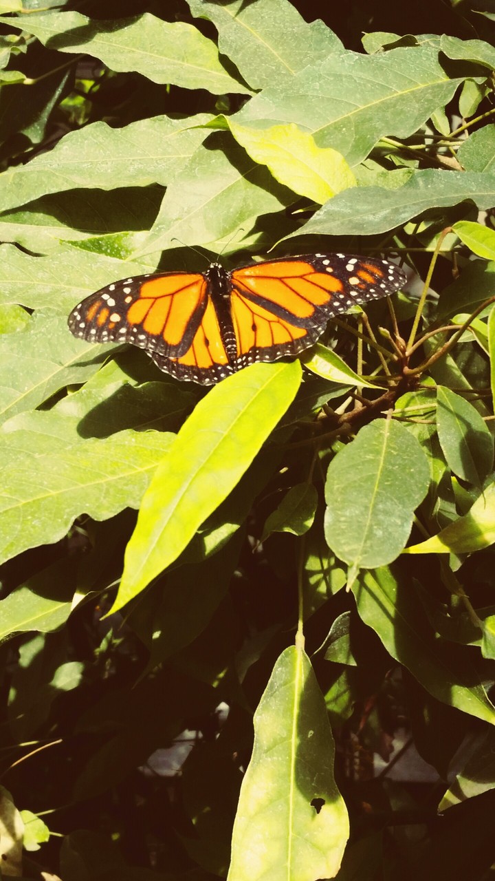 butterfly