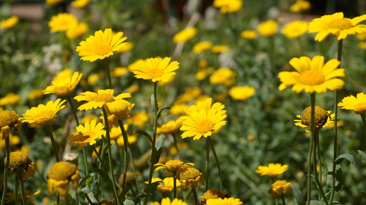 sun flowers