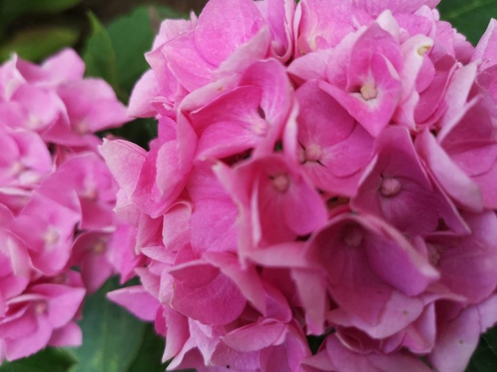 My Hortensia 2019