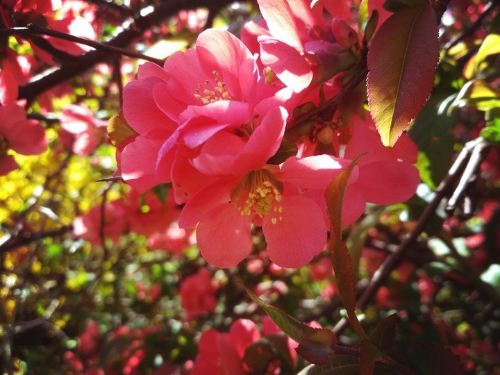 Red flover at bush / Красный цветок на кусте