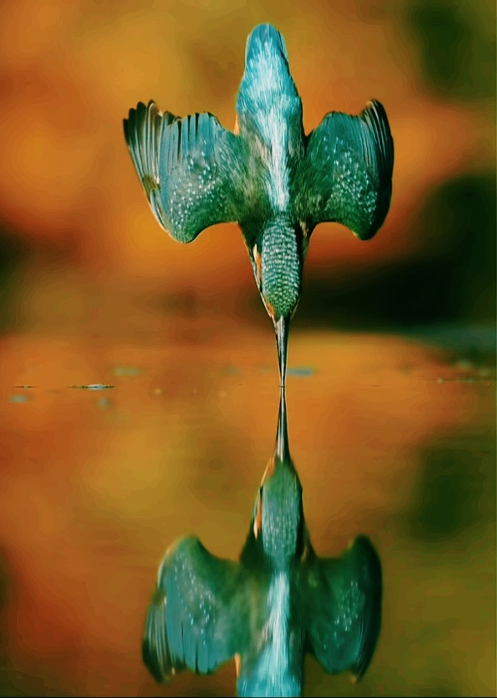 KING FISHER