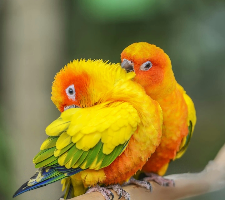 love birds