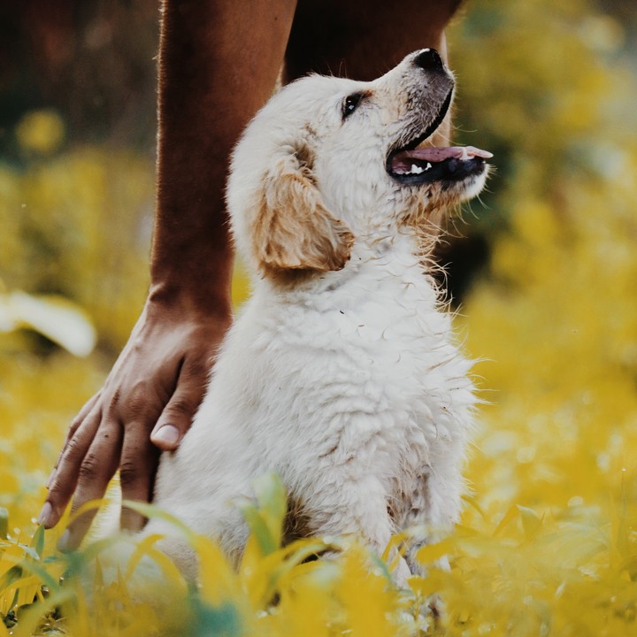 happy puppy
