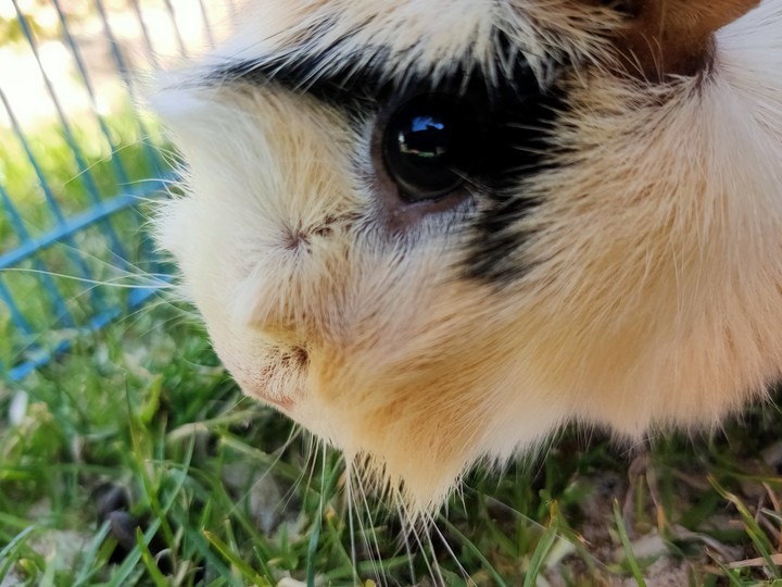 guineapig
