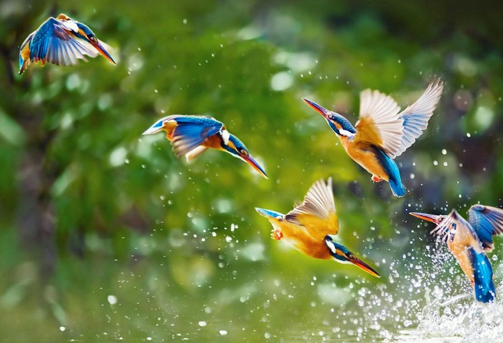 kingfisher
