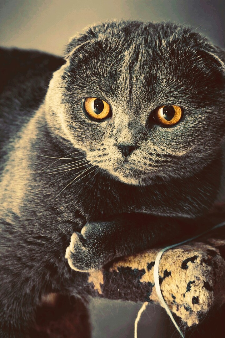 Mr. Cat