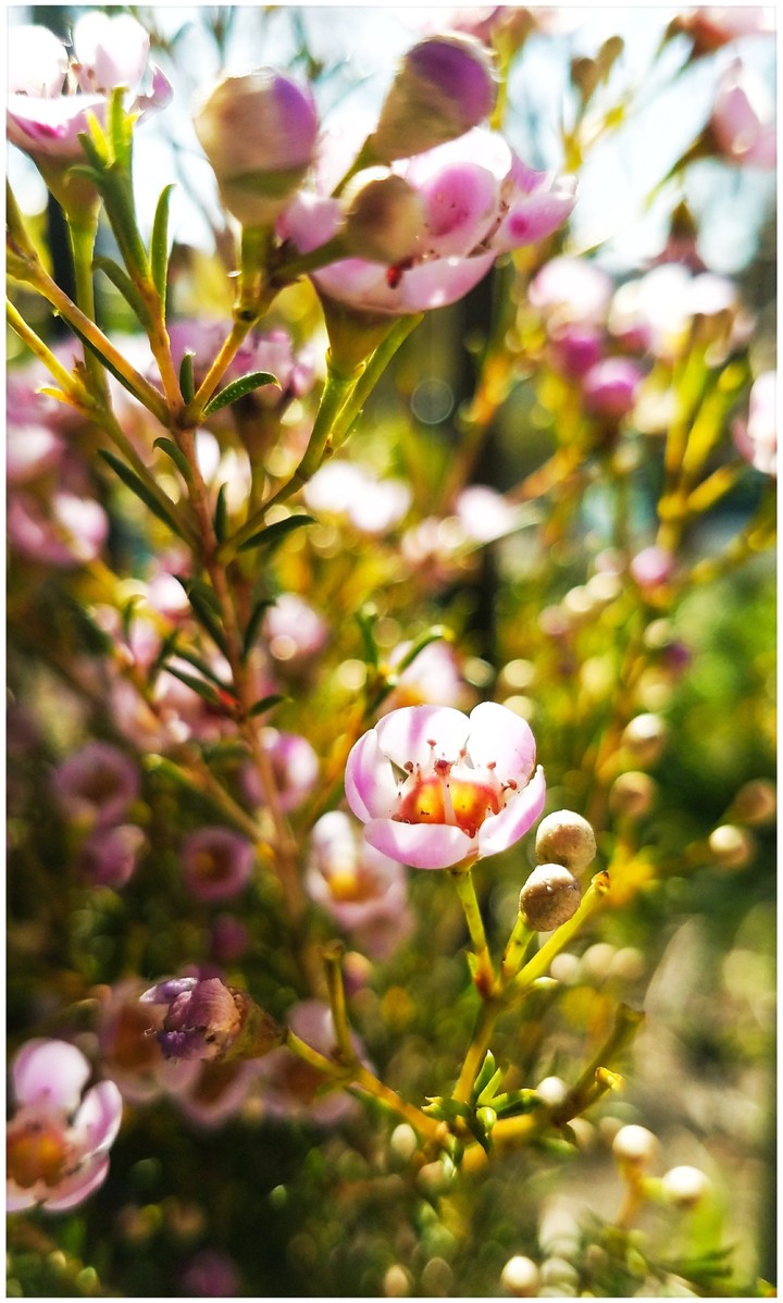 Beautiful Spring Flowers