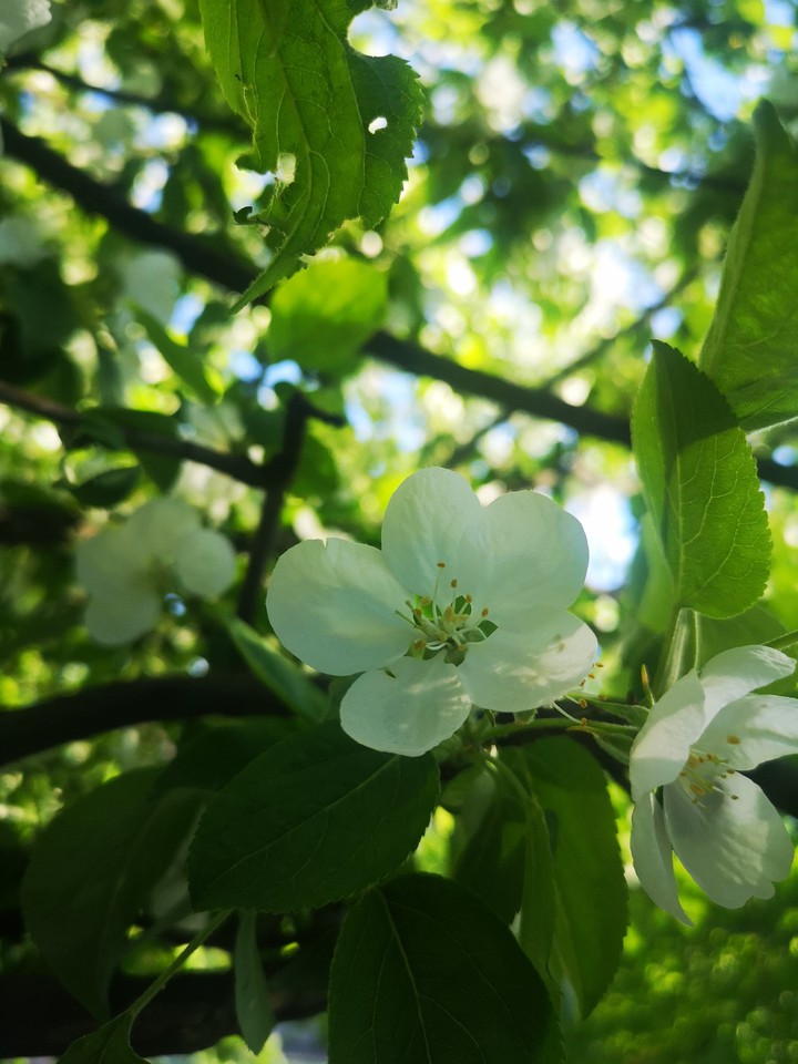 flowers