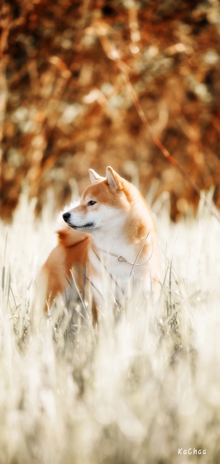 Animal...