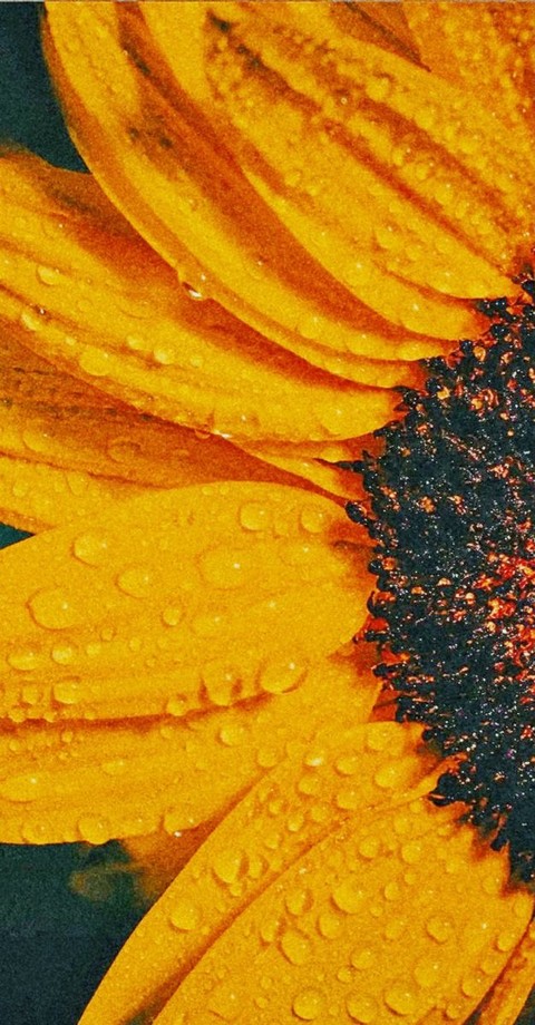 sfondi flower, petal
