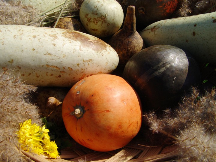 Fruit