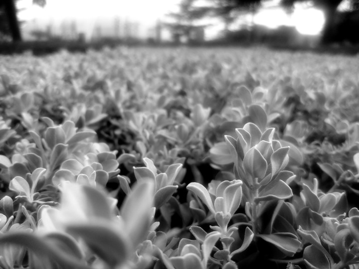 leafy pattern