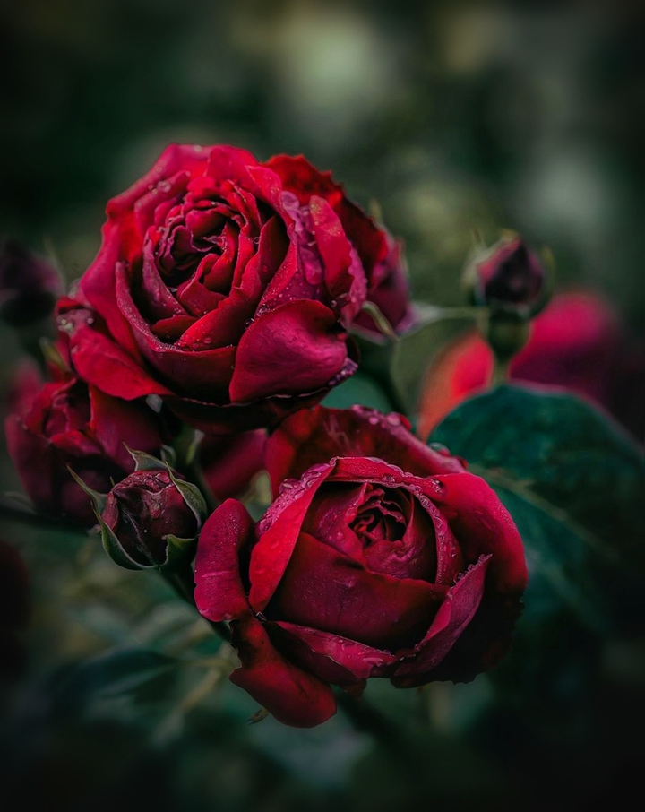 Roses