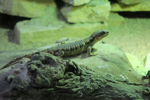 Pairi Daiza