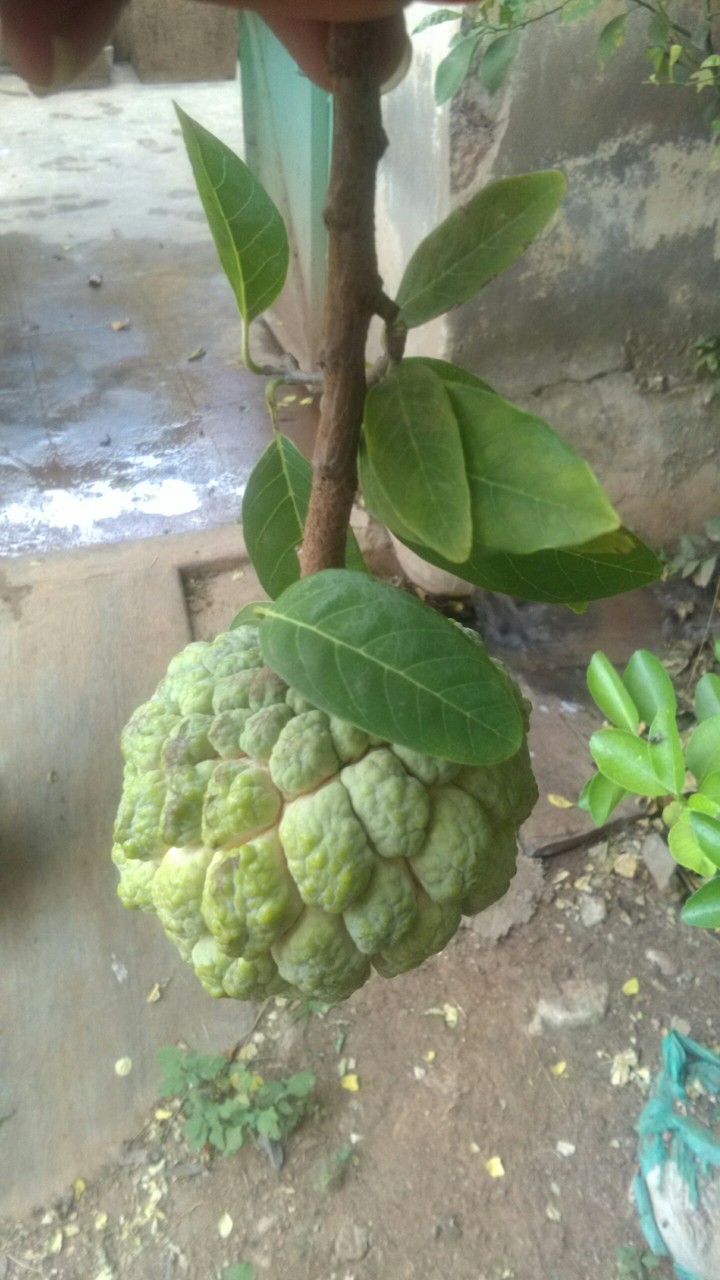 good health fruit