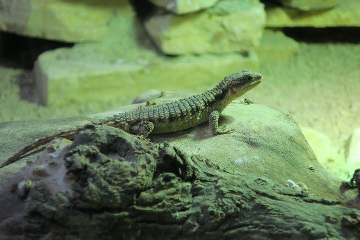 Pairi Daiza