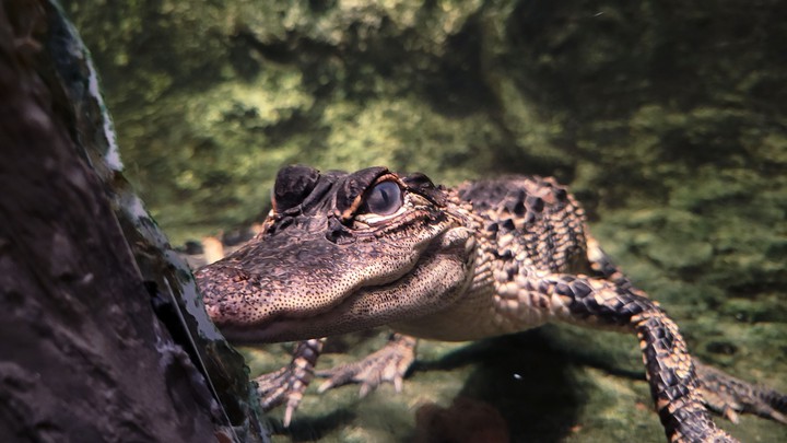 alligator