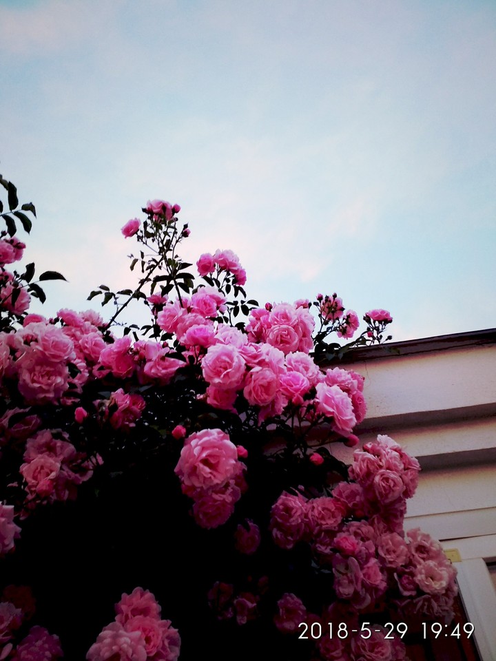Pink roses