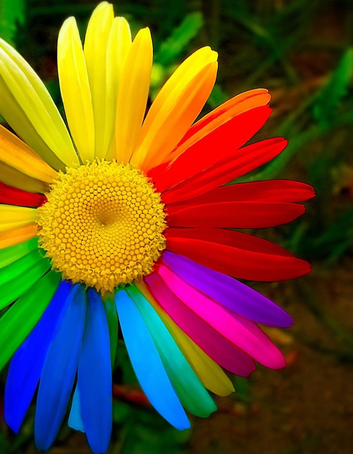 colourfull