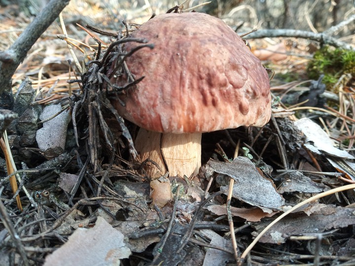 mushroom