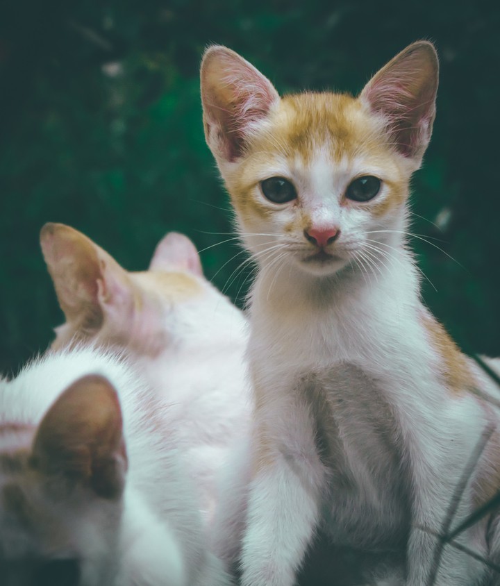 kitten