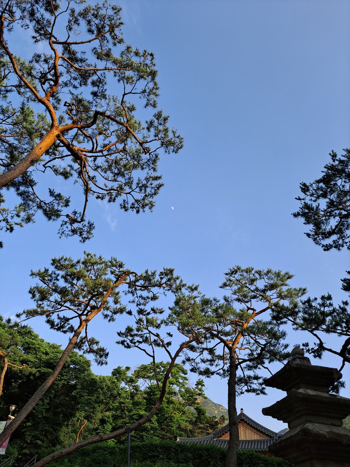 낮달