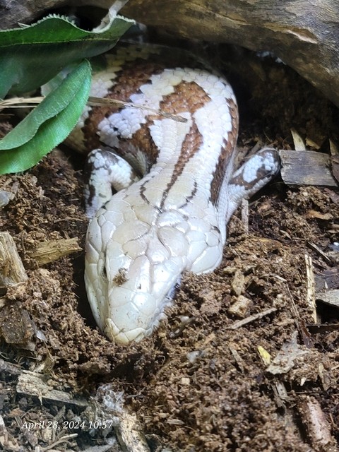 רקעים soil, reptile