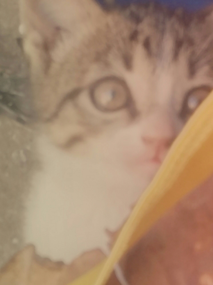 caty