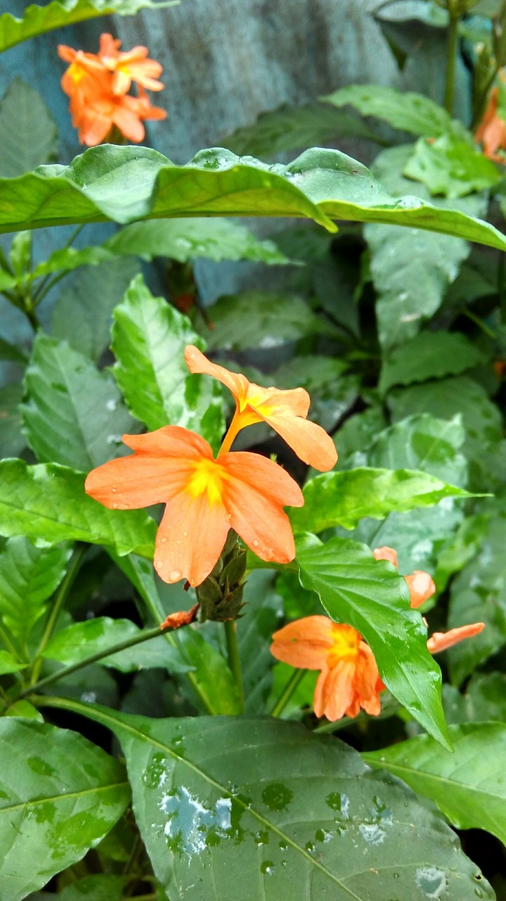 flower
