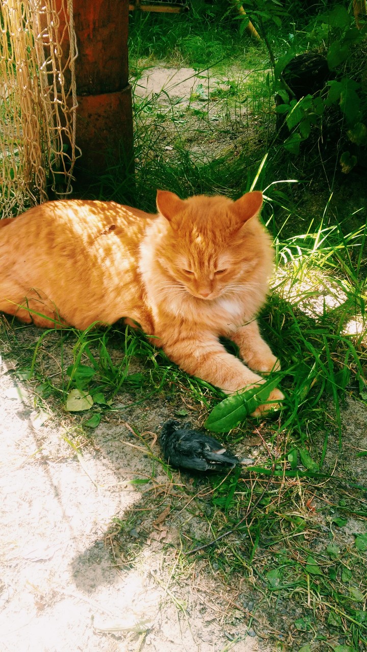 маленький хищник