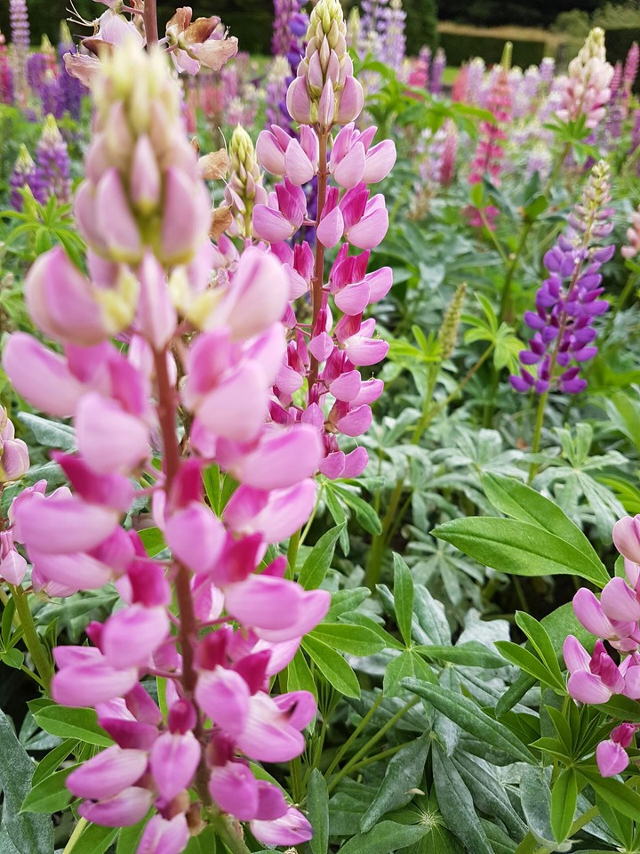 colours of summer
