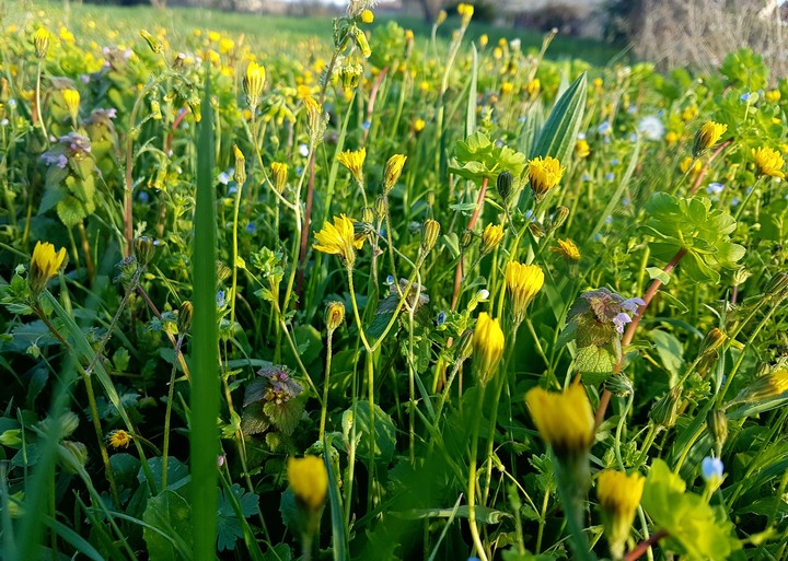 flower