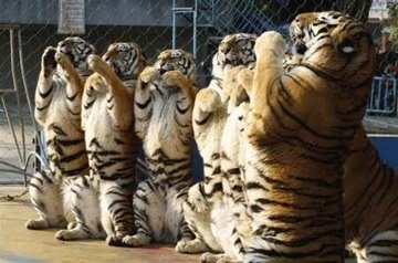 虎達がお祈り Tigers pray