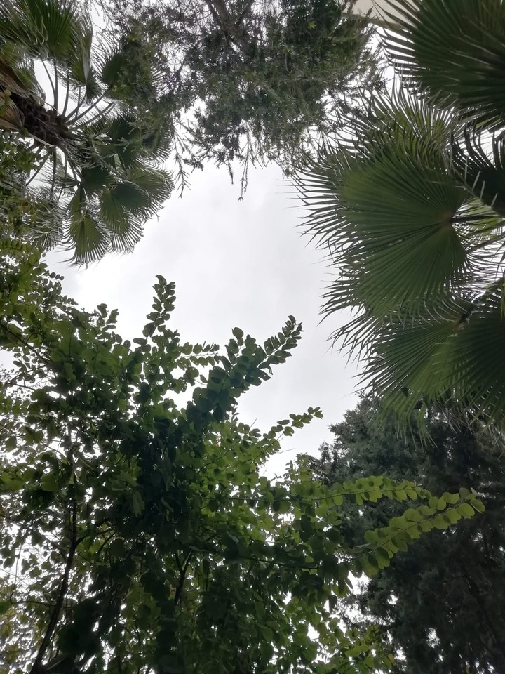 green and sky