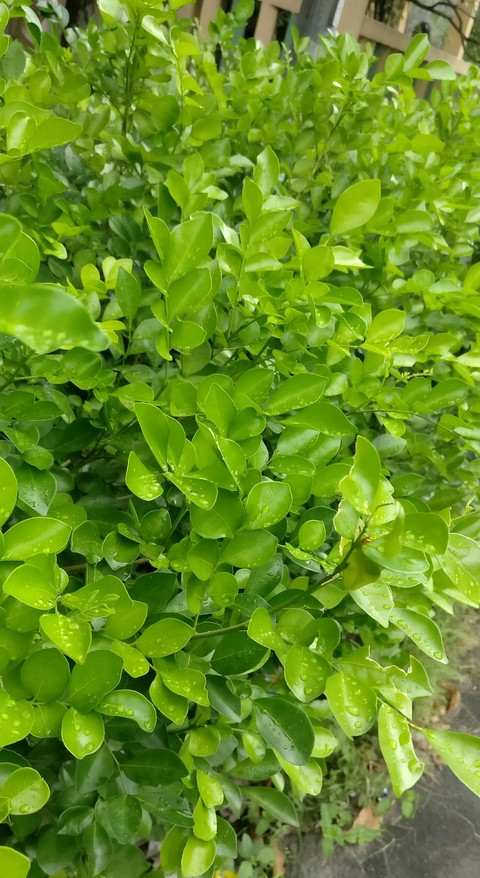 Rain Drops on Green Leaves