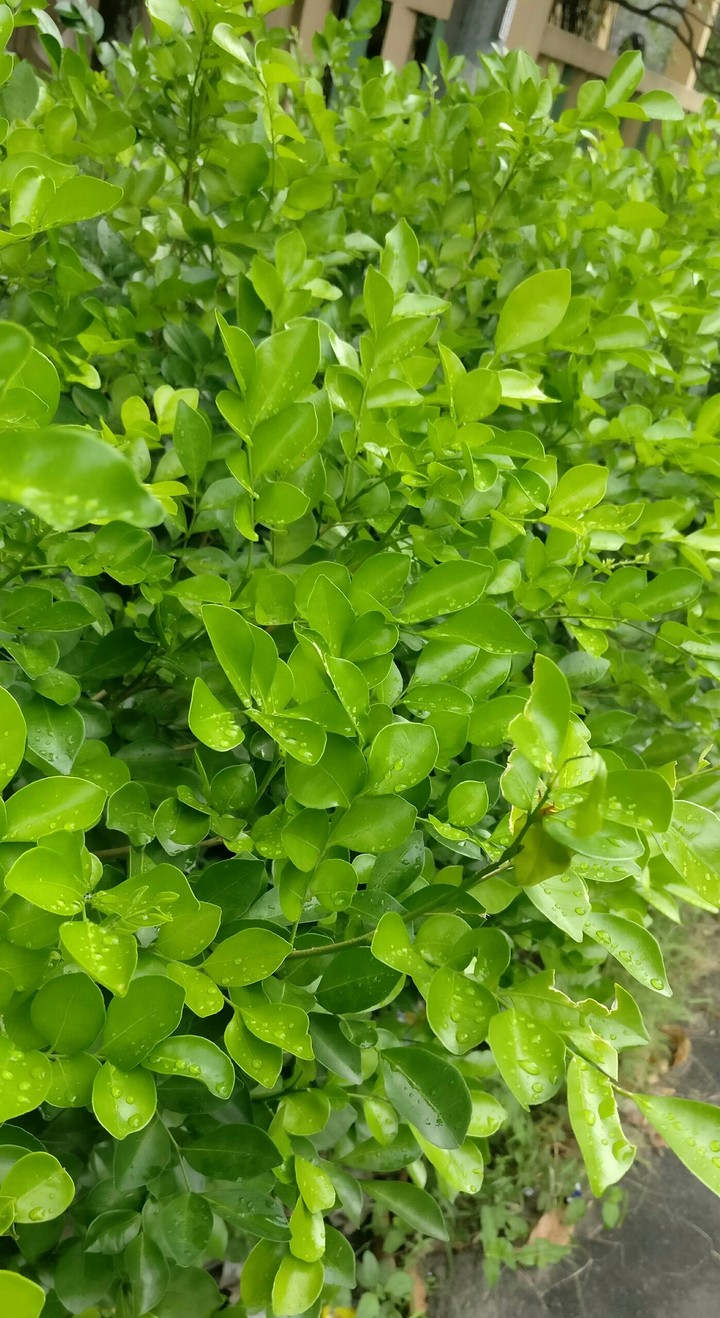 Rain Drops on Green Leaves