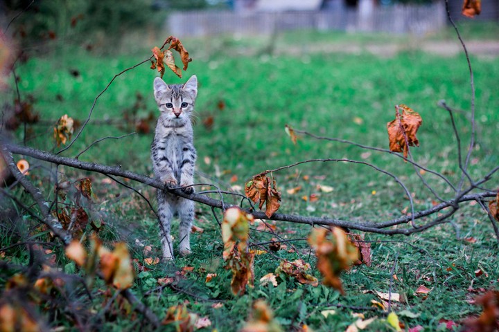 cat