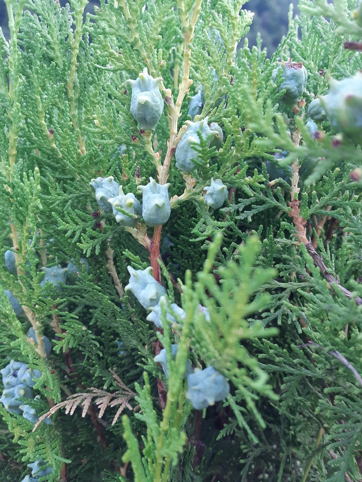 #nature #plant