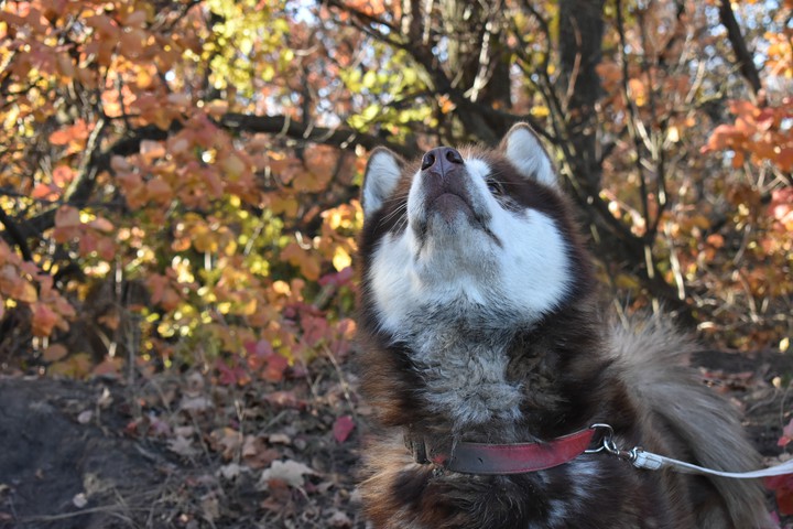 Alaska malamute